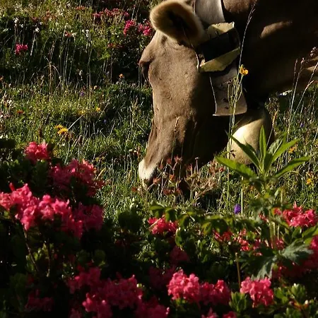Metzler Séjour à la ferme Schwarzenberg im Bregenzerwald