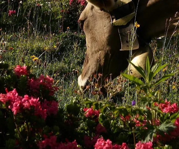 Metzler Farm stay Schwarzenberg im Bregenzerwald